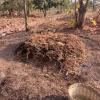 In this compost pile, there are layers of dry grasses and leaves, green grasses and leaves, manure and ash...as these materials decompose together they become compost!