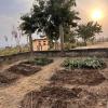 Two nursery beds (covered) and other beds prepared for transplanting