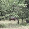 Hippos are called "mvuu" in Chichewa