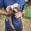 My boss has a new lamb to whom we had to pay a visit... if anyone has any name suggestions for a girl that begin with an "L", message me! 