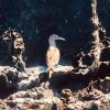 Can you identify this bird? It is iconic to the Galapagos Islands!