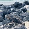 Marine iguanas have adapted to the water and their surroundings.