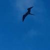 This is about as close as you usually get to a frigatebird. 