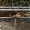 Sealions are a common sight in Puerta Ayora. They sleep on the benches at night.