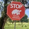 Giant tortoises roam free in the refuge and have the right of way.