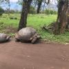 Size is the obvious difference between male and females tortoises.