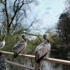Of all of the cool birds at the zoo, I especially loved these pelicans perching on the fence