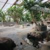 These tortoises were huge, and there were so many of them!