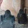 The gorillas weren't feeling particularly social . . .