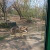 One of two wolves we saw during our visit