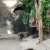 A Komodo dragon!