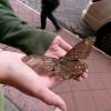 Large moths can be found all around Cuenca, especially in the church and on trees!