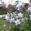 Gorgeous flowers by the riverbank