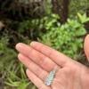 I thought this might be the silver fern, which is green on top and silver on bottom and is an important symbol of Aotearoa, but it is not; it's just another two-colored fern