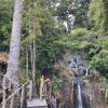 At Wai Maringi (Fairy Falls), we saw huge kauri trees, an important native species that have been used for canoe building, among other things