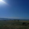 Donkeys and pigs in front of a lake near Plato