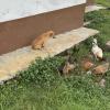 Dogs and chickens co-exist peacefully together