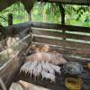 Pigs aren't super common, but some farmers have them. This mom (called a sow) recently gave birth in my village