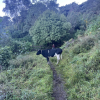 Mama cow blocking the trail!