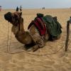 A camel on the beach