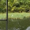 An egret near the backwaters