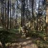 Massive wooden carvings within the forest