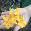 Yellow flowers we collected