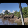Elephants take a dip in the river and use mud to cool off in the heat