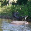 Hippos hiding in the water