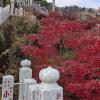Oyama mountain’s autumn leaves