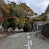 Kamakura, Yokohama’s roadside autumn leaves