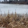 Cattails hugging the pond shore at High Park
