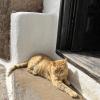 The only inhabitant of Museo Lagomar, which used to be a home with real owners but was later converted into a museum, is this orange tabby cat!