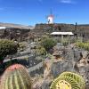 Another perspective of the cactus garden - the cacti all thrive on the fertile soil of clay and sand, found underneath volcanic ash