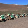 In the village of Uga on Lanzarote, you will find many domesticated one-humped camels: although these animals are not native (they were brought from Africa in the 1400s) they were, at one point, extremely important to the agricultural economy on Lanzarote