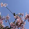 Seeing a mejiro (white-eyed bird) at a cherry blossom tree 