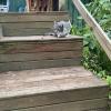 A cute cat I saw on my way to the beach