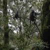 Formosan rock macaques can be seen in their natural habitat in Alishan