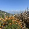 Orange marigolds and more mountains. Marigolds are very commonly used in cultural and religious festivals