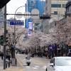 View of the cherry blossom-lined street outside of my university; Koreans love taking pictures of them just as much as the foreigners do!
