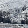 Many animals roam the Mongolian countryside, from the ski lift I saw herds of red deer and horses