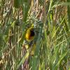 	•	Eastern golden weaver — An eastern golden weaver beginning the careful architecture of a new nest.