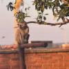 Laundry line lookout — A curious monkey perched atop the clothesline, supervising the afternoon chores.