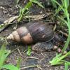 	•	Giant snail, rainy season — A native giant snail emerging with the rains, slowly reclaiming every surface.