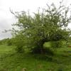 This is called a hawthorn tree. It is said that fairies live in hawthorn trees, so no one is allowed to cut one down unless they want bad luck!