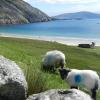 This is a place called Keem Bay in Achill Island, Co Mayo! This lamb was really close to the road and we had a bit of a staredown because we were curious about each other