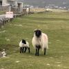 This is another sheep mom (ewe) with her lamb. What do you notice is similar and different between all the lambs I've shown you?