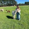 Feeding alpacas