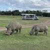 An adult and baby rhino