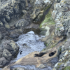 A few New Zealand Fur Seals lounging on some rocks on the Otago Peninsula